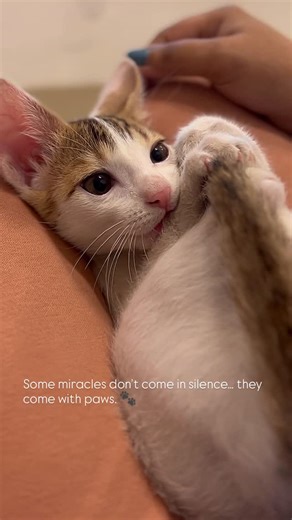 LEO / JOY / SIMBA❤️ | Thank you 2025… I asked for strength… I got Joy 🐾💛Some blessings walk into your life without knocking… 2026 is coming… If you believe... | Instagram