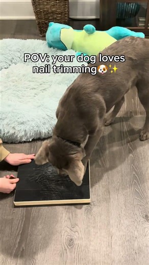 Turn your problems into solutions!✂️🐾 #dogproduct #dogtips #petlover