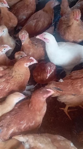 Poultry Farming Insights with Big Steve in Nairobi