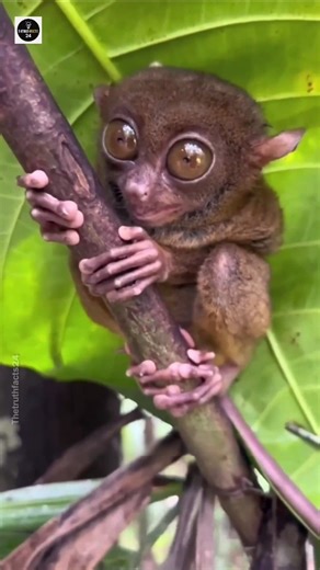 ఈ చిన్న జంతువుకి ఇన్ని వింత ఫాక్ట్స్ 😲 | Tarsier Facts Telugu #tarsier #facts