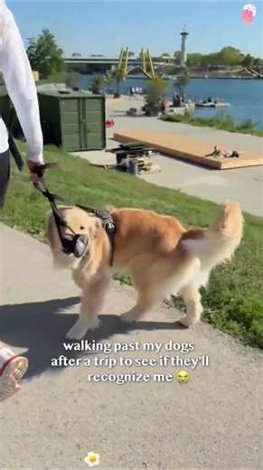 My dog recognized me ❤️❤️#dog #doglover #dogsoftiktok #owner #doglife