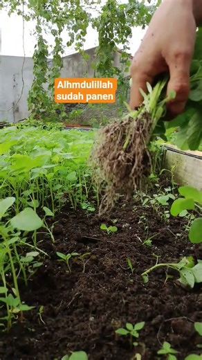 panen bayam hasil tanam sendiri