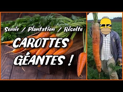 COMMENT CULTIVER DES 🥕 CAROTTES 🥕 GÉANTES au jardin potager en permaculture Semis Entretien Récolte