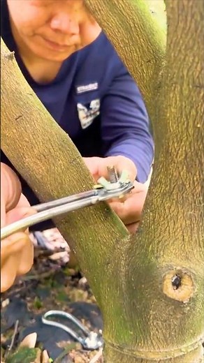 Simple Girdling Technique To Boost Fruit #farmingtech