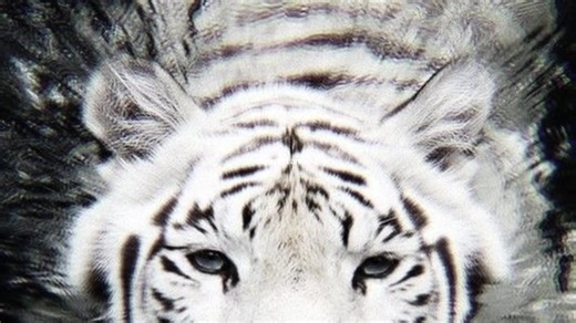 Discovering the Mystique of White Tigers as Spirit Animals