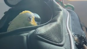 Pure Wonder: Parrot Flies The Skies Without Ever Opening His Wings!