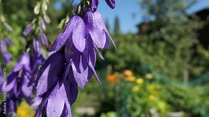 Purple bellflower growing in garden, close up, violet bellflower Campanula latifolia