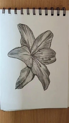 lily flower drawing tutorial 🌺 #art #sketch