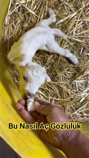 Kuzu mamayj görünce 40 yıldır aç gibi saldırdır yapısı geregi #kuzu #666 #keçi #koç #animals #hayvan