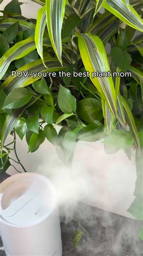 Healthy plants = happy home. 🌱 Guardian humidifiers create the perfect climate for your plants, and you, to thrive. | Guardian Technologies