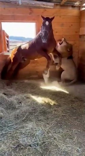 Lion Attacks Tied Horse — Horse Kicks Back and a Fierce Fight Starts (Real CCTV)