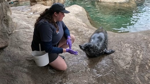 11K views · 324 reactions | We're back with some harbor seal facts!...