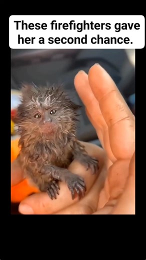 3.6K views · 155 reactions | Incredible what kindness can do. Thank you for being animal heroes. | Animal Heroes | Facebook