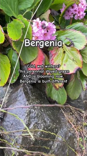 Cold, wet winters? This perennial stayed green AND is blooming now—Bergenia is built different