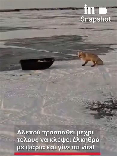 🦊Αλεπού προσπαθεί μέχρι τέλους να κλέψει έλκηθρο με ψάρια και γίνεται viral ‼Αρνείται να τα παρατήσει ακόμα και όταν οι ψαράδες την πλησιάζουν 🟡«Αυτό το αλεπουδάκι έχει πολύ θράσος!» #ingr #news #fox #fy #fyp #greecetiktok