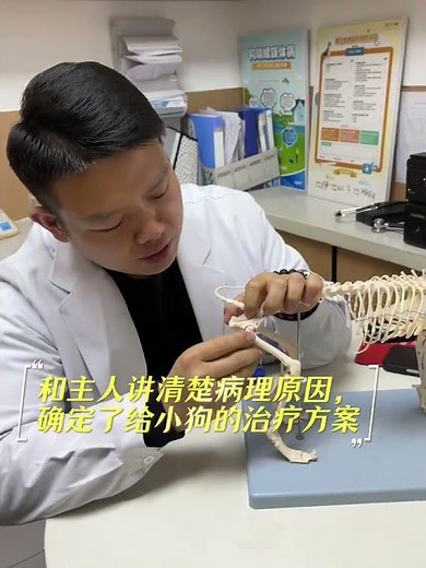 Solutions Inside! Common Hip Problems in Puppies & How to Spot Them Fast
