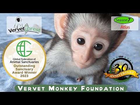 "Atlas's Journey: Rescuing an Orphaned Baby Monkey"