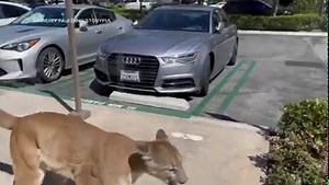 A mountain lion is now back in the wild in Southern California after some scary moments at a shopping center in Irvine. https://abc7ne.ws/3LxCvd1 | ABC7 News