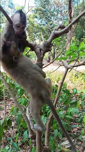 LITTLE Monkeys Jumping & Playing = Pure Joy 🐵💛