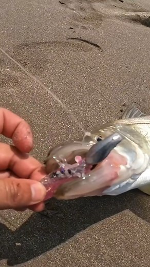 2.1K views · 15 reactions | Sea bass with shrimp  | Hood Fishing Entertainment | Facebook