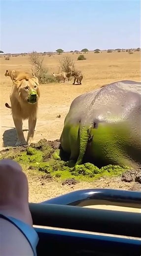 The lion smell the hippo and taste the dirty!?