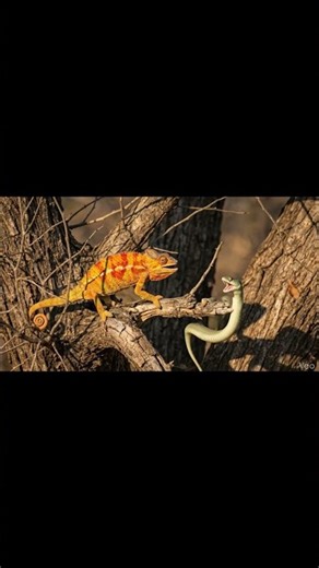 “Color-Changing Chameleon vs Snake 😱🦎🐍 | Brutal Tree Fight”