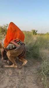 Poor Bride Riding a Camel Falls as the Camel Trips Over a Desert Plant #DesertLife #CamelRide #BrideMoment #VillageLife #UnexpectedFall #TraditionalCulture #LifeInDesert #NomadStories #ViralReel #DesertAdventure #RealLifeScenes #CamelMoments #TharDesert | Desert Tales Studio