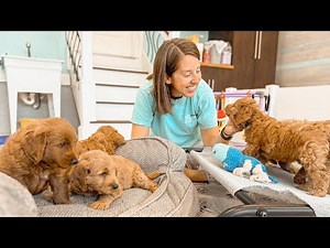 F1B Mini Goldendoodle Puppies | 6 Weeks Stair Training + 5 Weeks Exploring Nursery