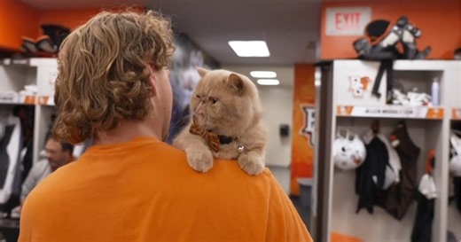 Pudge the cat becomes football game phenomenon