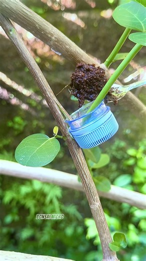 Simple airlayering technique ❗️ #airlayering #gardening #plants #bonsai