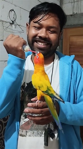 sun conure talking 🤭 #foryourpage #parrot #parrots