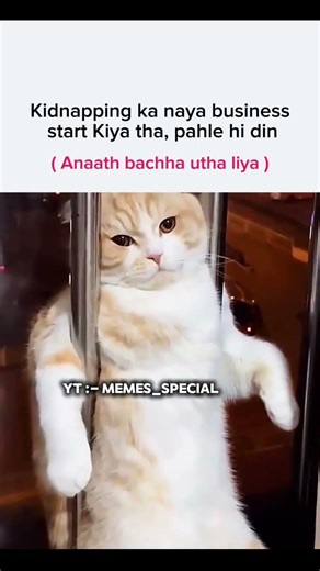 Kidnapping #viral #funny #tweettweet #cat #viralmemes #explore #memes #trending #cute #shortsfeed
