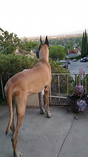 Cash 2.0 the Great Dane.