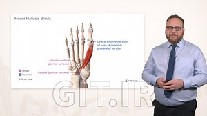 Anatomy of the Foot