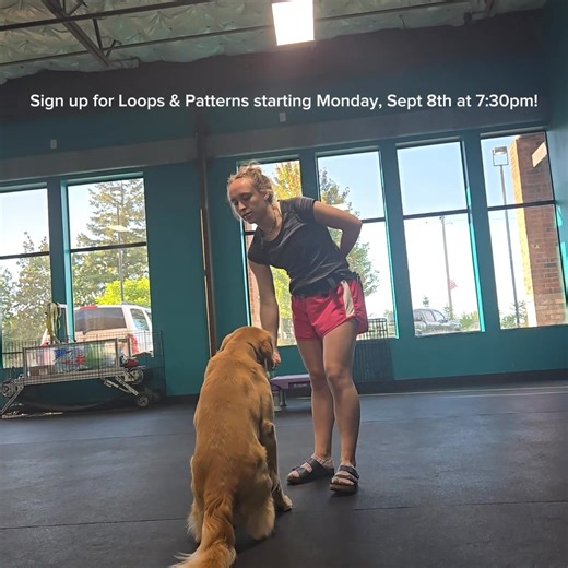 NEW CLASS ALERT!! Introducing for the first time: Loops & Patterns Do you struggle with a dog that lacks focus or endurance in training? Can you only get one or two reps before your dog checks out and leaves the room? Discover the power of pattern games and clean training loops in this new class with Maddie. We will cover a variety of reinforcement patterns and compare reinforcement strategies. We will refine handler skills including good timing, reinforcement delivery, planning for a training s