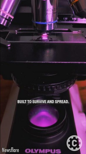 Onion Under the Microscope—Fungal Spores and Sparkling Crystals! 🧅