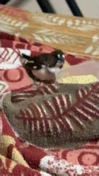 My sparrow is eating food