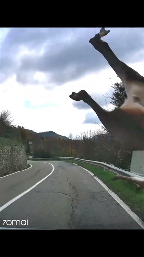 This Is Why You Stay Alert on Rural Roads ⚠️🦌