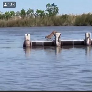 How far can a bobcat jump? 😱🤯 #teambassmanager | Bass Manager