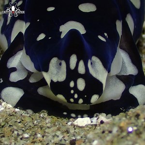 111K views · 5.3K reactions | Headshield slugs commonly reside just...