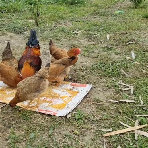 1.7K views · 12 reactions | Primitive stream fish trapping skills, how to make super simple fish traps and harvest fish to sell | Single Mom Life | Facebook