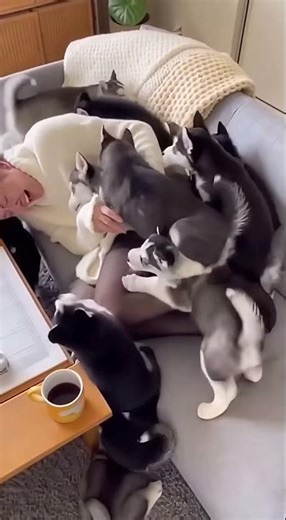 The Most Adorable Ambush: Husky Puppy Swarm! 🐾