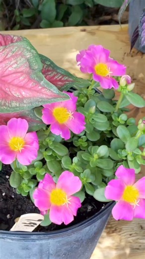 Medicinal Herbs 101: The Portulaca Pilosa #medicinalherbs #herbalmedicine #healthyeating #herbaltea #herbs #gardening #garden | The Weeds and Seeds Guy