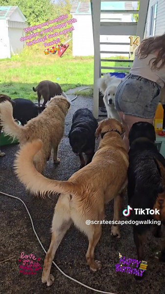 #happybirthday #happybithdaydaughter🎂🎂🎂🎂 #birthday #pool #poolparty #poolpawty #pawfectday #pawfect #nohumansallowed #dogonlyparty #abovegroundpool #fureverfriends #celebrate #celebrations #party #pawty #dogs #fun #summer #summerbaby #swimming #swimmingdogs #soggydoggy #friendsfurever #14 #14pups #14dog #kittens #flamepointsiamese #flamepointsiameseoftiktok #dogsoftiktok #swimmingdogsoftiktok #canada #canadalife #lifeincanada #britishcolumbia #britishcolumbiacanada #beautifulbritishcolumbia 