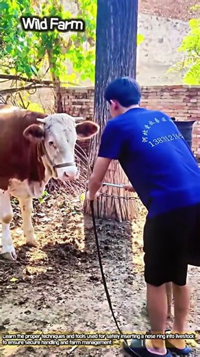 Essential Cattle Management: Professional Nose Ringing Method #worker #process #bull #technique
