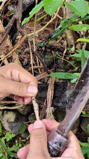 Black roots emit fire, apparently the contents of a sacred heirloom #mystical #viralshort