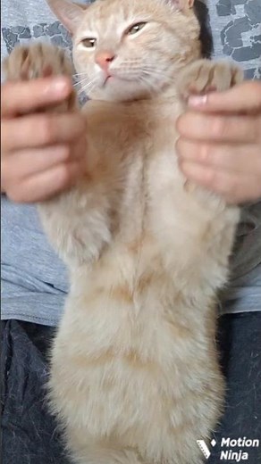 My Mimi Looks So Cute! She’s Doing the “Confess Your Love to Me” Trend 😻💖 #CatTrend