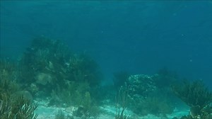 7.1K views · 219 reactions | Our favorite STJ Beach Guide put together a really great snorkeling video. Check it out ... | St. John USVI | Facebook