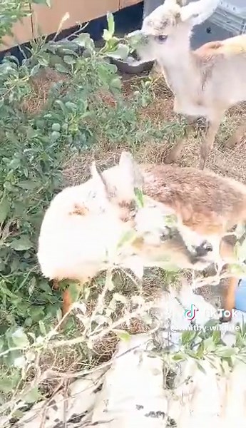 Whitby Wildlife on TikTok