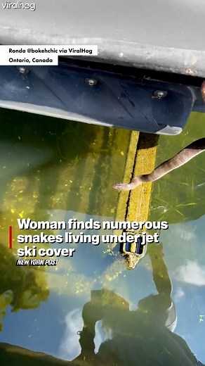 5.5M views · 10K reactions | 﫣 Woman finds numerous snakes living under jet ski cover.  | New York Post | Facebook